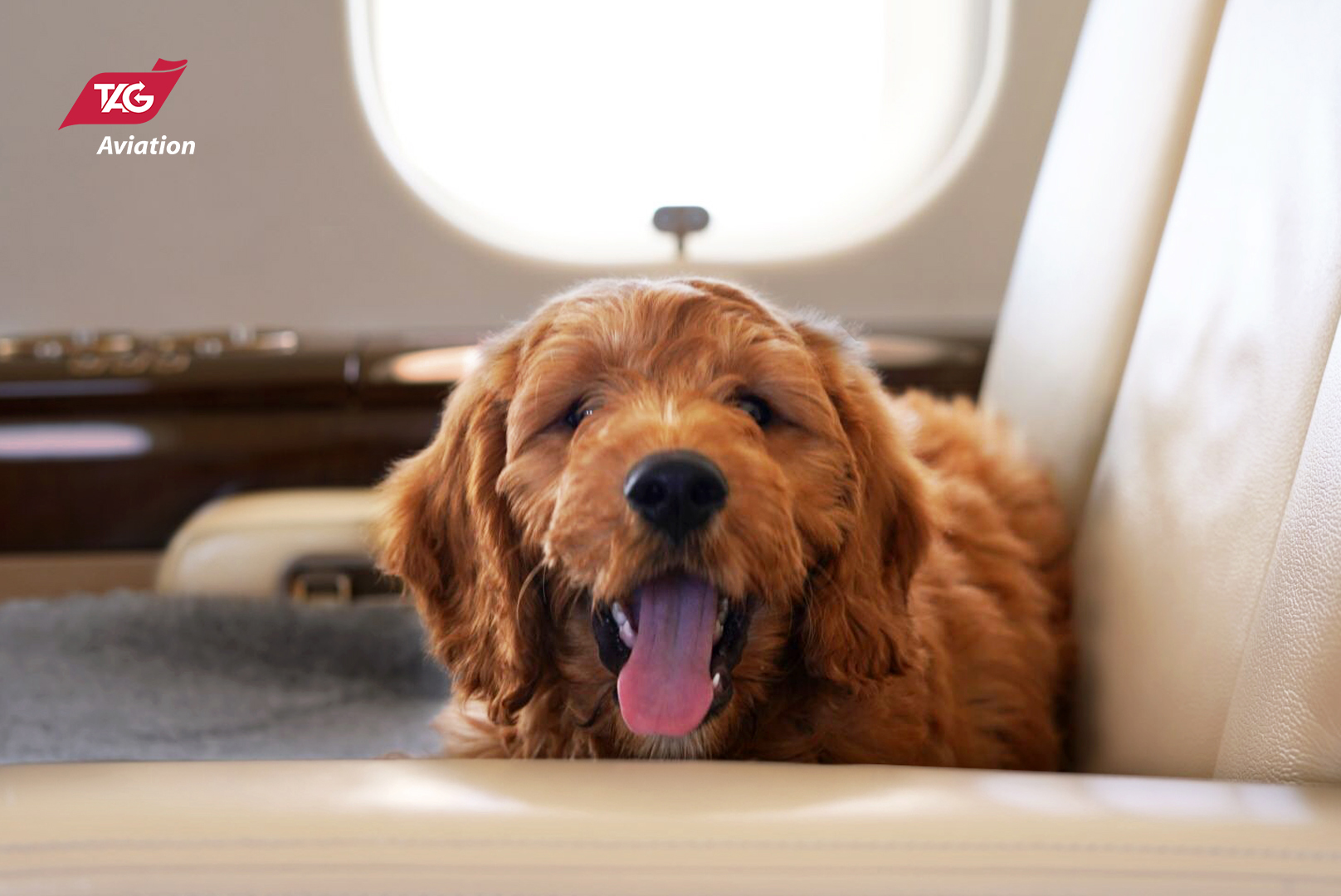 TAG Macau FBO: A Pet-Friendly Private Aviation Experience